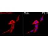 Immunofluorescence - Anti-PCSK9 Antibody (A329723) - Antibodies.com