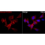 Immunofluorescence - Anti-PCSK9 Antibody (A329723) - Antibodies.com