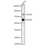 Western Blot - Anti-PCSK9 Antibody (A329724) - Antibodies.com