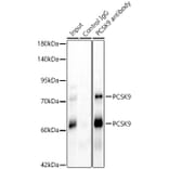 Immunoprecipitation - Anti-PCSK9 Antibody (A329724) - Antibodies.com