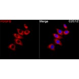 Immunofluorescence - Anti-PDGF B Antibody (A329725) - Antibodies.com