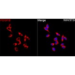 Immunofluorescence - Anti-PDGF B Antibody (A329725) - Antibodies.com
