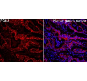 Immunofluorescence - Anti-PDK3 Antibody (A329727) - Antibodies.com