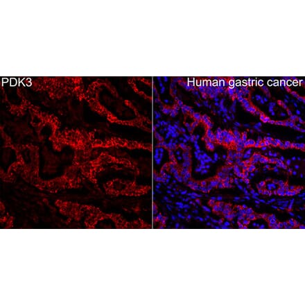 Immunofluorescence - Anti-PDK3 Antibody (A329727) - Antibodies.com