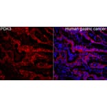 Immunofluorescence - Anti-PDK3 Antibody (A329727) - Antibodies.com