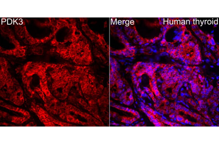 Immunofluorescence - Anti-PDK3 Antibody (A329727) - Antibodies.com