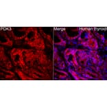 Immunofluorescence - Anti-PDK3 Antibody (A329727) - Antibodies.com