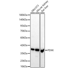 Western Blot - Anti-PDXK.1 Antibody (A329731) - Antibodies.com