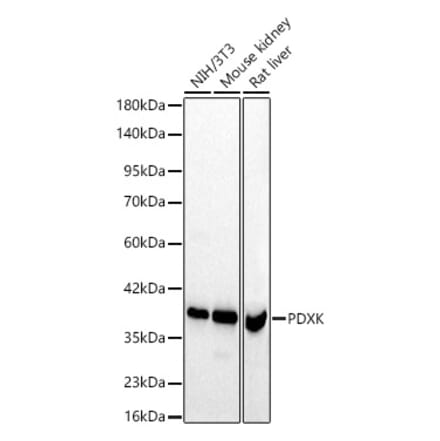 Western Blot - Anti-PDXK.1 Antibody (A329731) - Antibodies.com