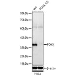 Western Blot - Anti-PDXK.1 Antibody (A329731) - Antibodies.com