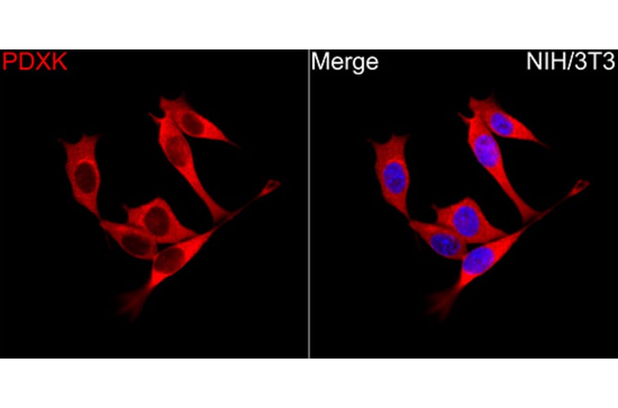 Immunofluorescence - Anti-PDXK.1 Antibody (A329731) - Antibodies.com