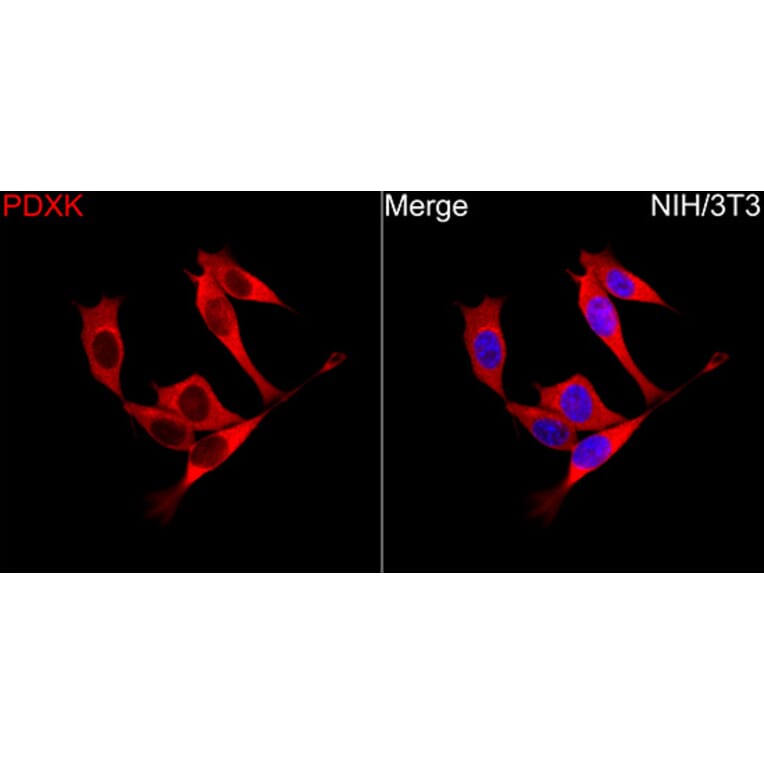 Immunofluorescence - Anti-PDXK.1 Antibody (A329731) - Antibodies.com