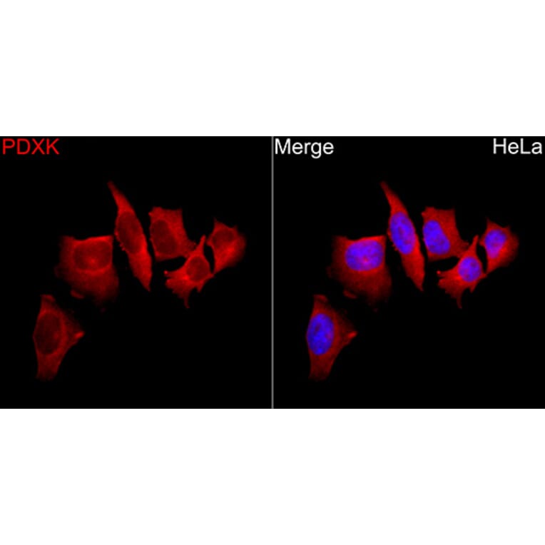 Immunofluorescence - Anti-PDXK.1 Antibody (A329731) - Antibodies.com