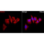 Immunofluorescence - Anti-PDXK.1 Antibody (A329731) - Antibodies.com