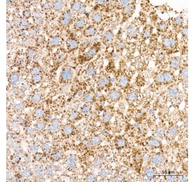 Immunohistochemistry - Anti-Perilipin 2 Antibody (A329732) - Antibodies.com