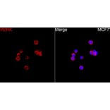 Immunofluorescence - Anti-PERK Antibody (A329733) - Antibodies.com