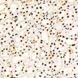 Immunohistochemistry - Anti-PERK (Phospho T982) Antibody [ARC58933] (A329734) - Antibodies.com