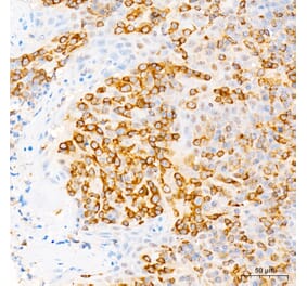 Immunohistochemistry - Anti-PI3K-gamma Antibody (A329743) - Antibodies.com