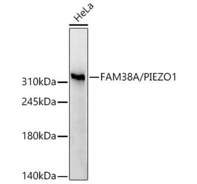 Western Blot - Anti-PIEZO1 Antibody (A329744) - Antibodies.com