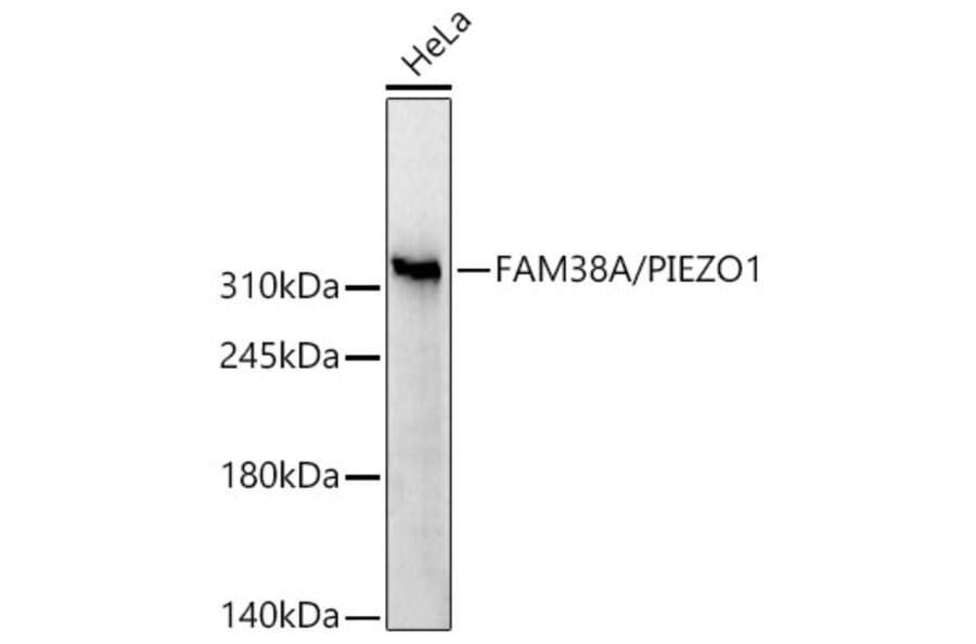 Western Blot - Anti-PIEZO1 Antibody (A329744) - Antibodies.com