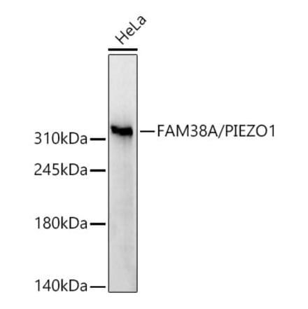 Western Blot - Anti-PIEZO1 Antibody (A329744) - Antibodies.com