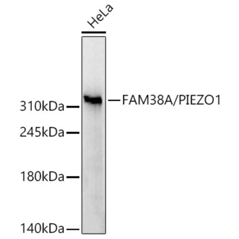 Western Blot - Anti-PIEZO1 Antibody (A329744) - Antibodies.com