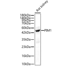 Western Blot - Anti-PIM1 Antibody (A329745) - Antibodies.com