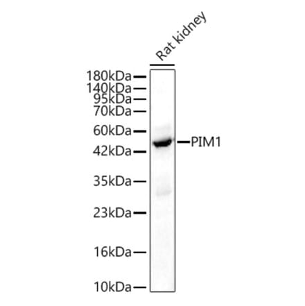 Western Blot - Anti-PIM1 Antibody (A329745) - Antibodies.com