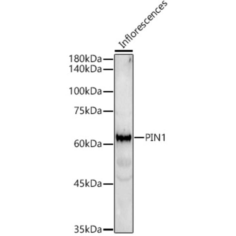Western Blot - Anti-PIN1 Antibody (A329746) - Antibodies.com