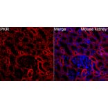 Immunofluorescence - Anti-PKR Antibody (A329753) - Antibodies.com