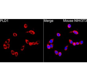 Immunofluorescence - Anti-PLD1 Antibody (A329756) - Antibodies.com