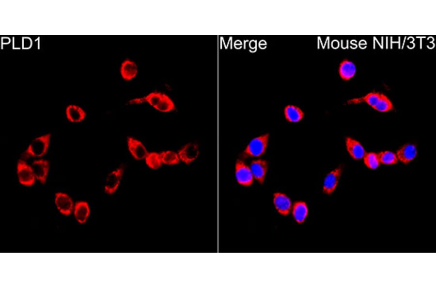 Immunofluorescence - Anti-PLD1 Antibody (A329756) - Antibodies.com