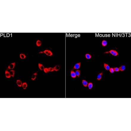 Immunofluorescence - Anti-PLD1 Antibody (A329756) - Antibodies.com