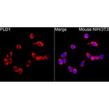 Immunofluorescence - Anti-PLD1 Antibody (A329756) - Antibodies.com