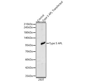 Western Blot - Anti-PML Antibody (A329760) - Antibodies.com