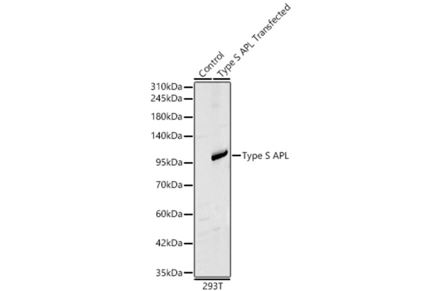Western Blot - Anti-PML Antibody (A329760) - Antibodies.com