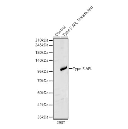 Western Blot - Anti-PML Antibody (A329760) - Antibodies.com