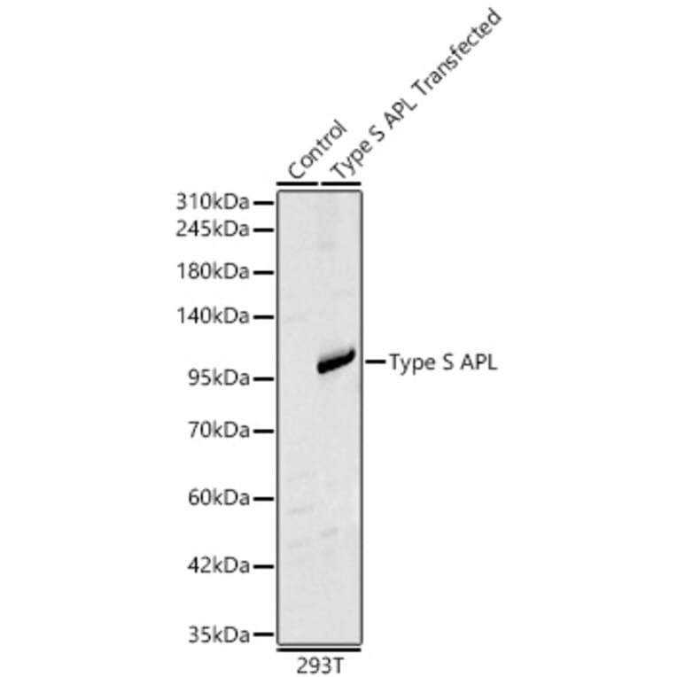 Western Blot - Anti-PML Antibody (A329760) - Antibodies.com