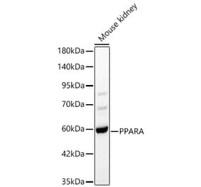 Western Blot - Anti-PPAR alpha Antibody (A329764) - Antibodies.com