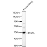 Western Blot - Anti-PPAR alpha Antibody (A329764) - Antibodies.com