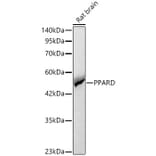 Western Blot - Anti-PPAR delta Antibody (A329765) - Antibodies.com