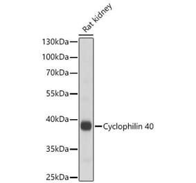 Western Blot - Anti-PPID Antibody (A329766) - Antibodies.com