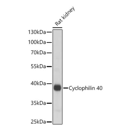 Western Blot - Anti-PPID Antibody (A329766) - Antibodies.com