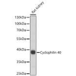 Western Blot - Anti-PPID Antibody (A329766) - Antibodies.com