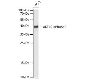 Western Blot - Anti-PRAS40 Antibody (A329771) - Antibodies.com