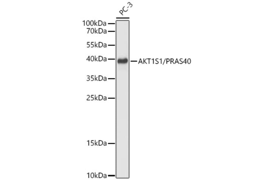 Western Blot - Anti-PRAS40 Antibody (A329771) - Antibodies.com
