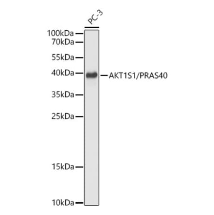Western Blot - Anti-PRAS40 Antibody (A329771) - Antibodies.com