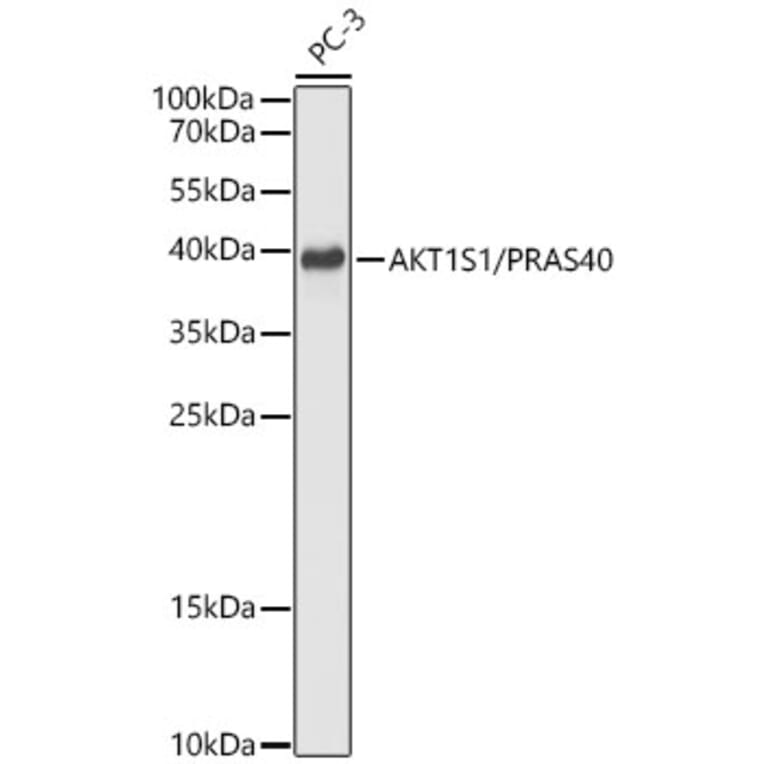 Western Blot - Anti-PRAS40 Antibody (A329771) - Antibodies.com