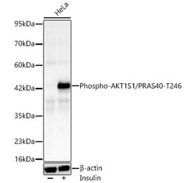 Western Blot - Anti-PRAS40 (Phospho T246) Antibody [ARC66323] (A329772) - Antibodies.com