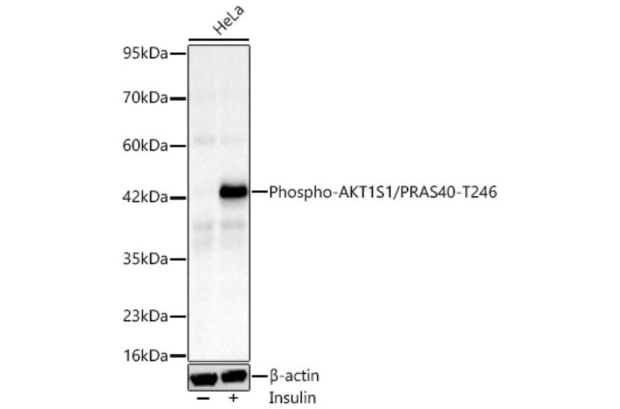 Western Blot - Anti-PRAS40 (Phospho T246) Antibody [ARC66323] (A329772) - Antibodies.com